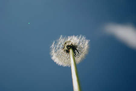 Dandelions at sky background. Freedom to Wish. Hope and dreaming concept. Blue sky and a white ball of dandelion seeds from which were carried from the wind. Dandelions fluff closeup.の写真素材