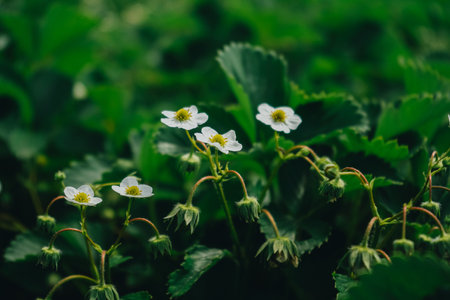 Planting strawberries technology in agriculture. White strawberry flowers in green foliage in the garden, close-up. Flowering strawberry bushes in the garden. Strawberries bloomed in the garden.の写真素材