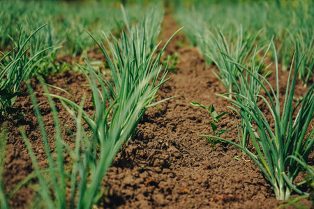 Cultivated land close up. Agriculture plant growing in bed row. Sprouting agricultural onion plant. Green natural food crop. Beds of green onions growing in field.の写真素材
