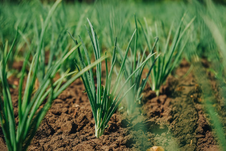 Agriculture plant growing in bed row. Sprouting agricultural onion plant. Green natural food crop. Beds of green onions growing in field. Cultivated land close up.の写真素材