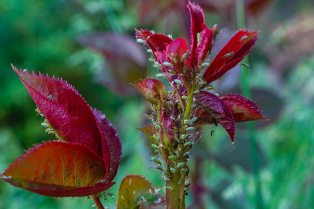 Red rose leaves on green background, close up photo. Leaves of flower burgundy color. Burgundy leaf of rose. Exotic house plant.の写真素材