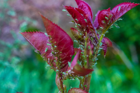 Burgundy leaf of rose. Red rose flowers in a floral arrangement. Red leaves of flower on green background, close up photo. Leaves of flower burgundy color.の写真素材