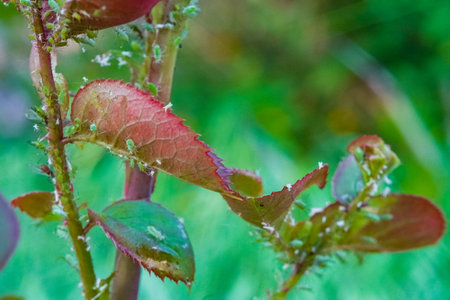 Red rose flowers in a floral arrangement. Red leaves of flower on green background, close up photo. Leaves of flower burgundy color. Burgundy leaf of rose.の写真素材