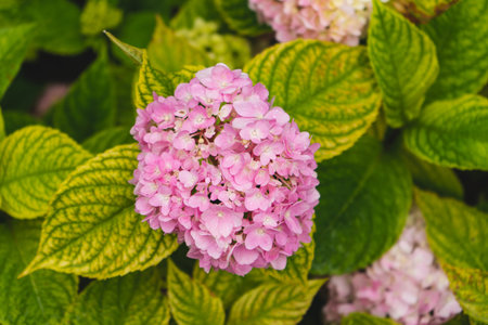 Close-up purple hydrangea or hortensia flower. Hydrangea flower blooming in spring and summer in a...