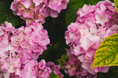 Hydrangea flower blooming in spring and summer in a garden. Close-up purple hydrangea or hortensia flower. Beautiful purple flowers that bloomed in early summer.の写真素材