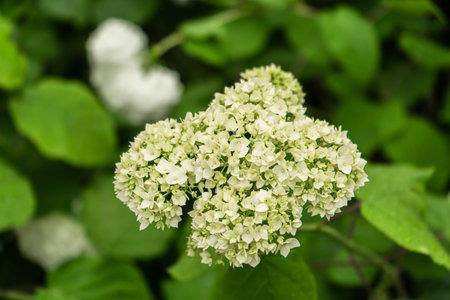 Natural floral pattern background. Selective focus white flower of Hydrangea Arborescens in the...