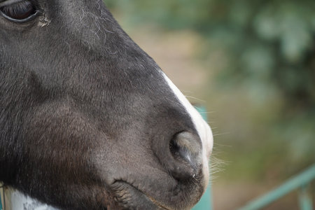Black pony head close-up. Horse eyes, nose and mane. The ponys stinging look. Animal head. A small pony as an example of a strong friendship between an animal and a person.の写真素材