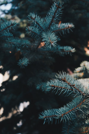 Branches of a green spruce in the forest. A beautiful fir branch with needles. Spruce close-up. Natural green Christmas tree background.の写真素材