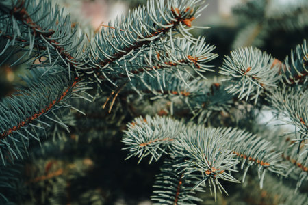 Green pine branches. Close-up of a pine branch with a new young shoot. The green needles on the...