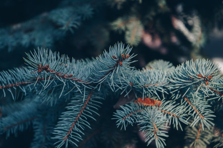 Close-up of a pine branch with a new young shoot. The green needles on the branch, dwarf mountain pine, mugo. Green pine branches. Christmas pine tree.の写真素材