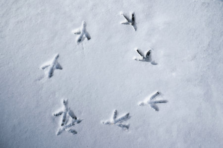 Background of footprints of bird feet on wet snowed layer on a ground in overcast weather, top view. Winter weather and first snowing concept. Birds tracks like circle in snow.の写真素材