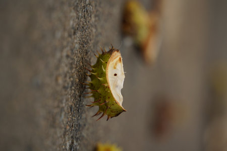 Parts of the broken prickly shell lying around. Chestnut shell on the asphalt distant plan, close up photo. Brown horse chestnuts, conker tree ripened fruits on the ground.の写真素材