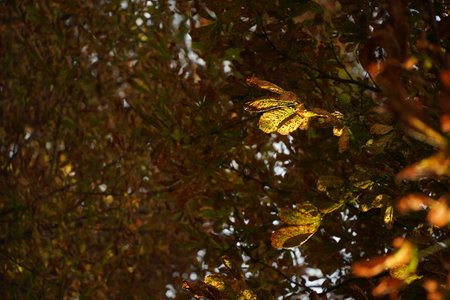 Yellow and brown chestnut leaves with natural light accentuating their intricate details and...