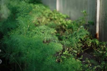 Concept of healthy eating homegrown greenery vegetables. Seasonal countryside cottage core life. Watering garden with hose. Farmer watering dill green herbs in outdoor garden.の写真素材