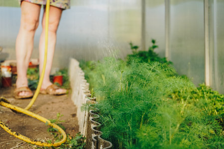 Potted dill greenhouse. Watering the garden with a hose, close up photo. Watering of the young fresh...