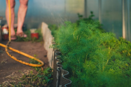 Watering the garden with a hose, close up photo. Watering of the young fresh green dill in garden....