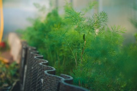 Watering beds of dill by shower watering gun against modern greenhouse. Organic gardening, healthy food, self-supply and housework concept. Fresh dill growing with fence close up photo.の写真素材