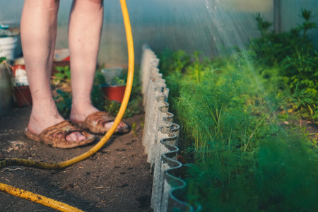Seasonal countryside cottage core life. Watering garden with hose. Sprayer irrigates beds. Farmer watering dill green herbs in outdoor garden. Concept of healthy eating homegrown greenery vegetables.の写真素材