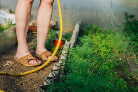 A gardener waters a vegetable garden with beds of parsley, carrots and dill by shower watering gun against modern greenhouse. Organic gardening, healthy food, self-supply and housework concept.の写真素材