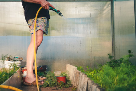 A gardener waters a vegetable garden with beds of parsley, carrots and dill by shower watering gun against modern greenhouse. Organic gardening, healthy food, self-supply and housework concept.の写真素材