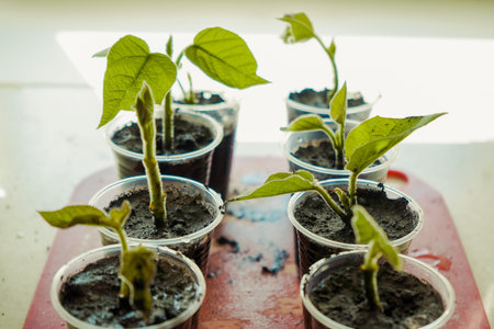 Growing vegetables on the windowsill in the house. Young seedlings in pots on the window, closeup....