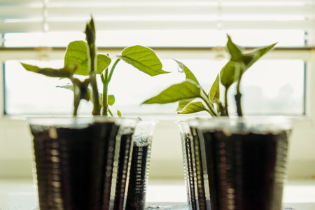 Green plants in plastic cups. Baby plants sowing in small pots. Trays for agricultural seedlings,...