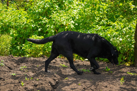 Black dog labrador retriever in nature. Dog walking in the yard.の写真素材