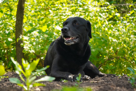Portrait of Labrador Retriever looking at camera. Big black dog labrador retriever in nature. Dog on the grass.の写真素材