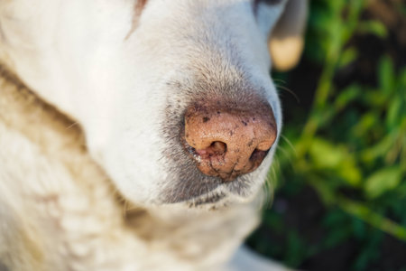 Labradors nose macro photo. Tired senior dog takes a break outdoors. Senior white Retriever resting on a grass. Elderly labrador in the park. Dog laying down in sunlight.の写真素材