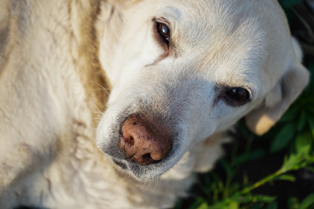 Gracefully aged golden Retriever finds serenity in park. Tired senior dog takes a break outdoors. Senior white Retriever resting on a grass. Elderly labrador in the park. Dog laying down in sunlight.の写真素材