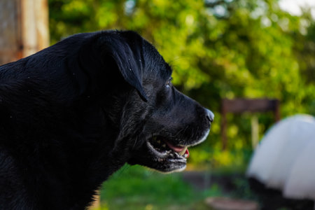 Big black dog labrador retriever in nature. Dog on the grass. Portrait of Labrador Retriever looking at side.の写真素材