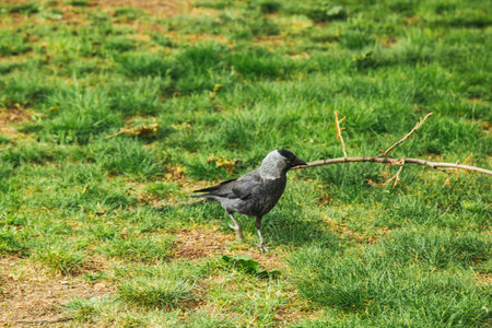 Prague, Czech Republic - May 11, 2019: A beautiful bird walking on grass. An European bird in park.