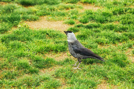 Prague, Czech Republic - May 11, 2019: An European bird in park. The western jackdaw (Coloeus monedula), also known as the Eurasian jackdaw. A beautiful bird walking on grass.の写真素材