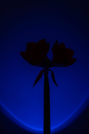 Red hippeastrum on a black background. Scarlet flower of love. Macro close-up photo of drops on the...