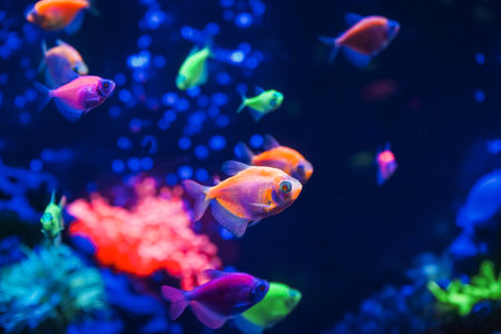 A flock of beautiful neon glowing fish in a dark aquarium with neon light. Glofish tetra. Blurred background. Selective focus. Underwater life.の写真素材