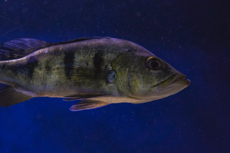 Colorful fish in the aquarium. A variety of freshwater fish.の写真素材