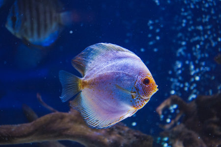 Discus, colorful cichlids in the aquarium, freshwater fish that lives in the Amazon basin. Colored,...