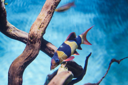 Discus, colorful cichlids in the aquarium, freshwater fish that lives in the Amazon basin. Colored, bright fish in the aquarium. A variety of marine fish.の写真素材