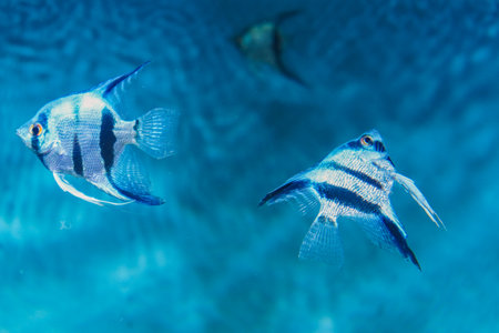Colorful fish in the aquarium. Colored, bright fish in the aquarium. A variety of fish.の写真素材