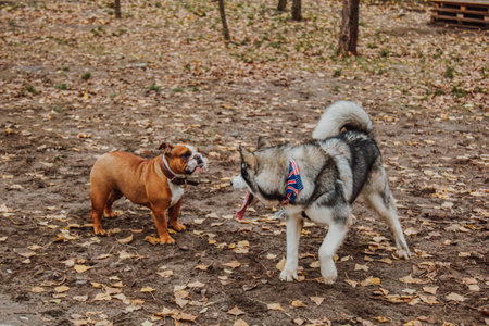 a husky dog plays with a bulldog in the park. Two dogs are walking on the background of autumn leaves.の写真素材