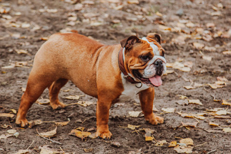 The face of a bulldog with its tongue sticking out is seen in the frame. A dog in the park on clay with autumn leaves on the ground.の写真素材