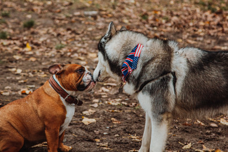 a husky dog plays with a bulldog in the park. Two dogs are walking on the background of autumn leaves.の写真素材