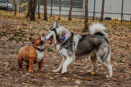 a husky dog plays with a bulldog in the park. Two dogs are walking on the background of autumn leaves.の写真素材