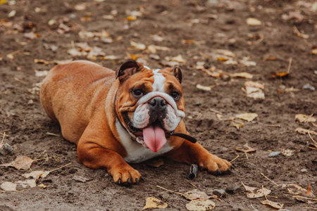 The face of a French bulldog with its tongue sticking out is seen in the frame. A dog in the park on clay with autumn leaves on the ground.の写真素材