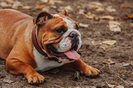 The face of a French bulldog with its tongue sticking out is seen in the frame. A dog in the park on clay with autumn leaves on the ground.の写真素材