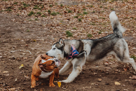 a husky dog plays with a bulldog in the park. Two dogs are walking on the background of autumn leaves.の写真素材
