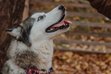 Dog with open mouth. Dog with tongue out. Dog close-up on the background of fallen leaves.の写真素材