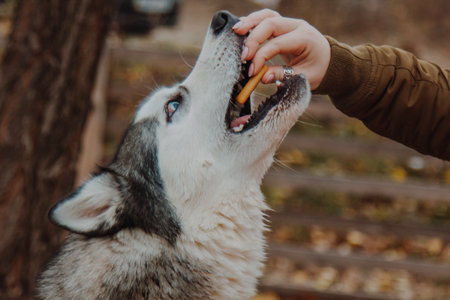 Husky with open mouth. Dog with tongue out. Husky close-up on the background of fallen leaves.の写真素材