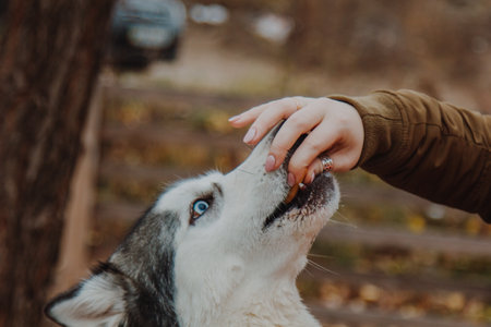 Husky with open mouth. Dog with tongue out. Husky close-up.の写真素材