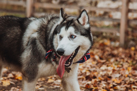Husky with open mouth. Dog with tongue out. Husky close-up on the background of fallen leaves.の写真素材